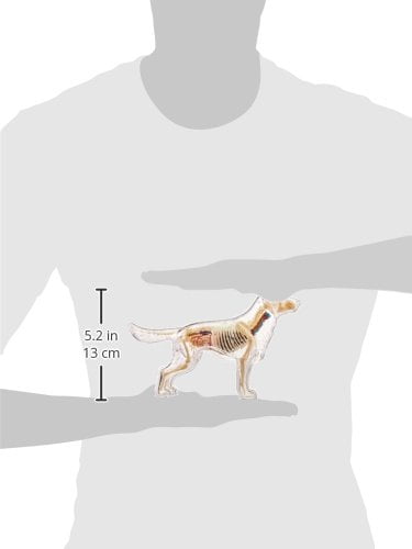 4D Full Skeleton Dog Anatomy Model By Famemaster - Walmart.com