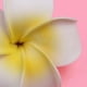 thumbnail image 4 of Broche para el cabello con forma de flor de frangipani y plumeria para mujer, 4 of 9