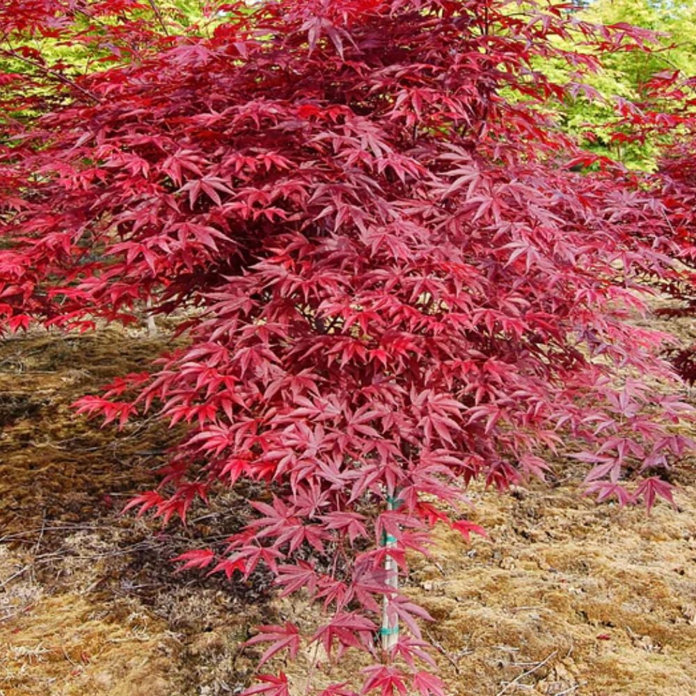 Expert Gardener 3-4 ft tall Japanese Maple Tree in 7 gal. Grower Pot