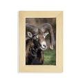 thumbnail image 1 of Sheep Forestry Science Nature Desktop Display Photo Frame Picture Art Painting 5x7 inch, 1 of 3