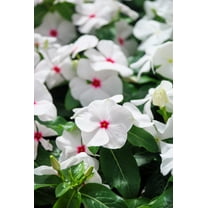 Seedville 100 Bright Eyes Periwinkle Flower Seed, Deer Resistant
