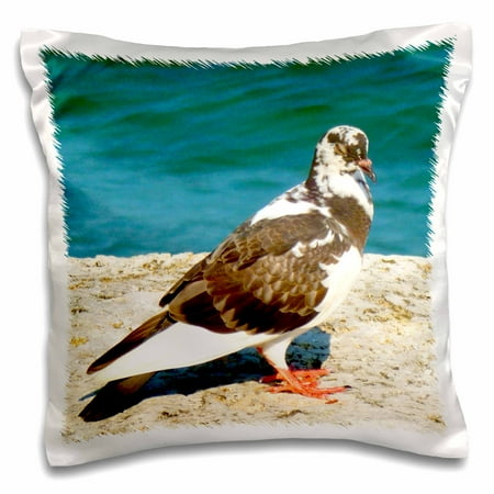 - 3dRose sleeping pied pigeon coral wall blue river - Pillow Case, 16 by 16-inch