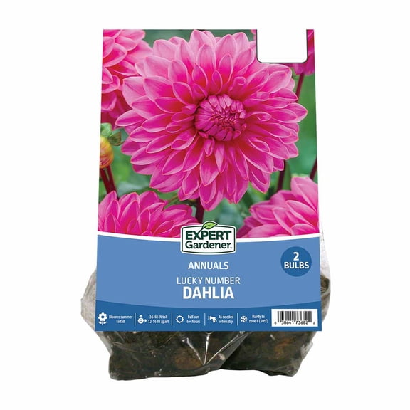 Expert Gardener Dahlia Lucky Number (Set of 2 Dormant Bulbs) Full Sun, Pink, Annual