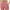 Pink, variant on Timegard Shorts for Women Plus Size Ruched Elastic Waist Comfy Summer Casual Workout Shorts Solid Color