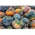 thumbnail image 4 of 20 Seeds BLACK FUTSU SQUASH Multicolored Wrinkly Skin Gold Flesh Japanese Heirloom Pumpkin Ornamental Edible Cucurbita Moschata Vegetable Seeds, 4 of 10