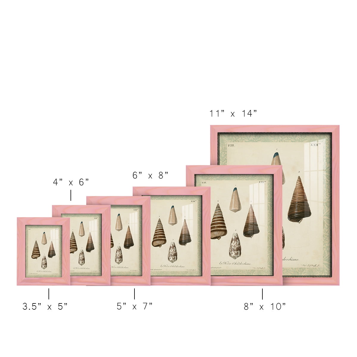 Bookplate Shells VI - Framed Print w/glass - Sunset Pink