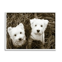 Stupell Industries White Terrier Puppies Animals & Insects Photography White Framed Art Print Wall Art, 30 x 24