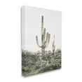 thumbnail image 3 of Stupell Industries Desert Landscape Cacti Botanical & Floral Photography Gallery Wrapped Canvas Print Wall Art, 30 x 40, 3 of 7
