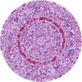 thumbnail image 1 of Ahgly Company Machine Washable Indoor Round Transitional Blossom Pink Area Rugs, 4' Round, 1 of 7