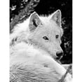 thumbnail image 2 of CafePress - Gorgeous White Wolf Mugs - 11 oz Ceramic Mug - Novelty Coffee Tea Cup, 2 of 4