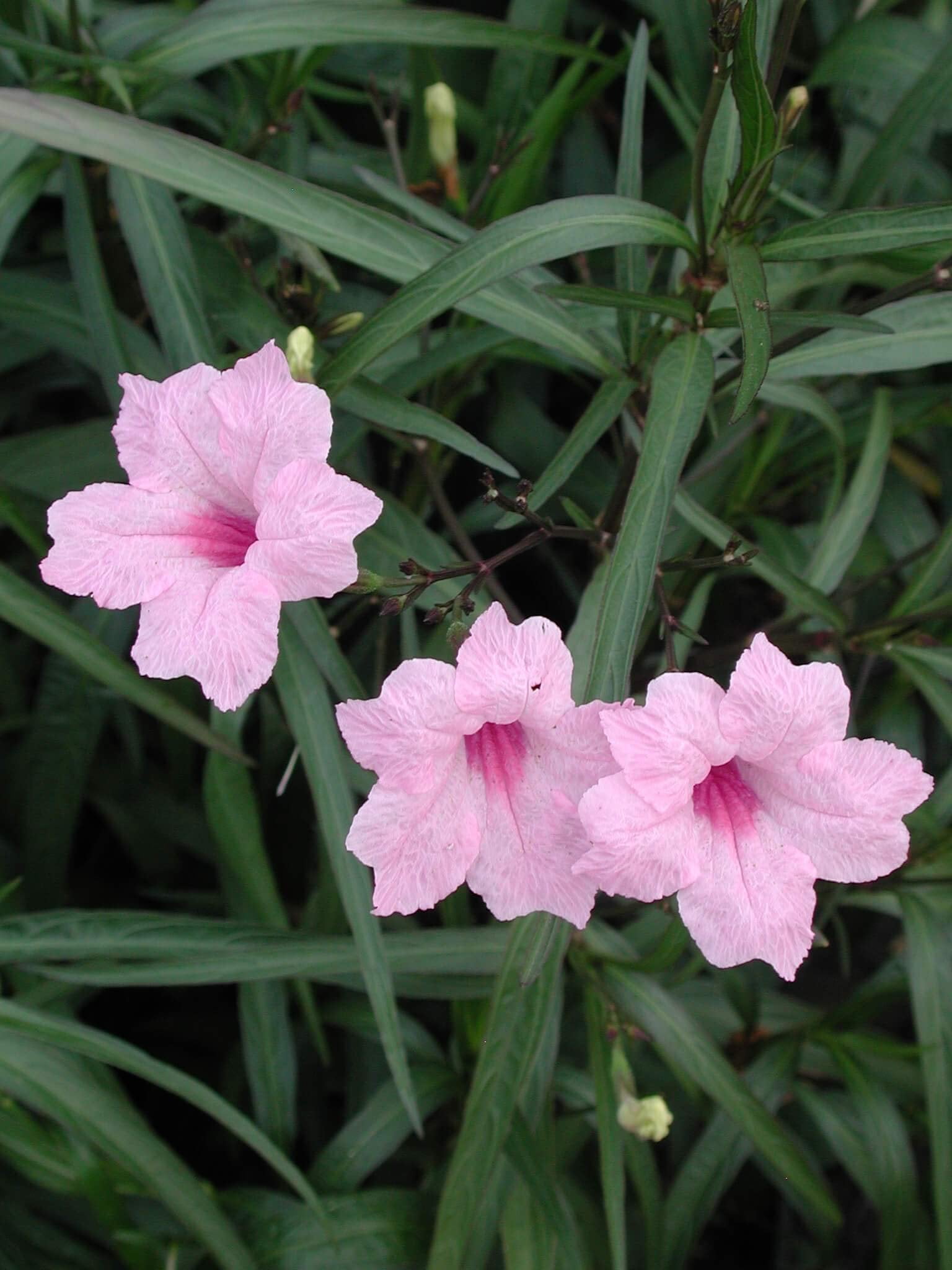 Pink Mexican Petunia  3 Live Plants  Ruellia Brittoniana  Drought Tolerant Low Maintenance Blooming Butterfly Bush