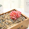 thumbnail image 2 of Coofit Artificial Succulent Lifelike Faux Succulent Plant Unpotted Succulent for Home, 2 of 10