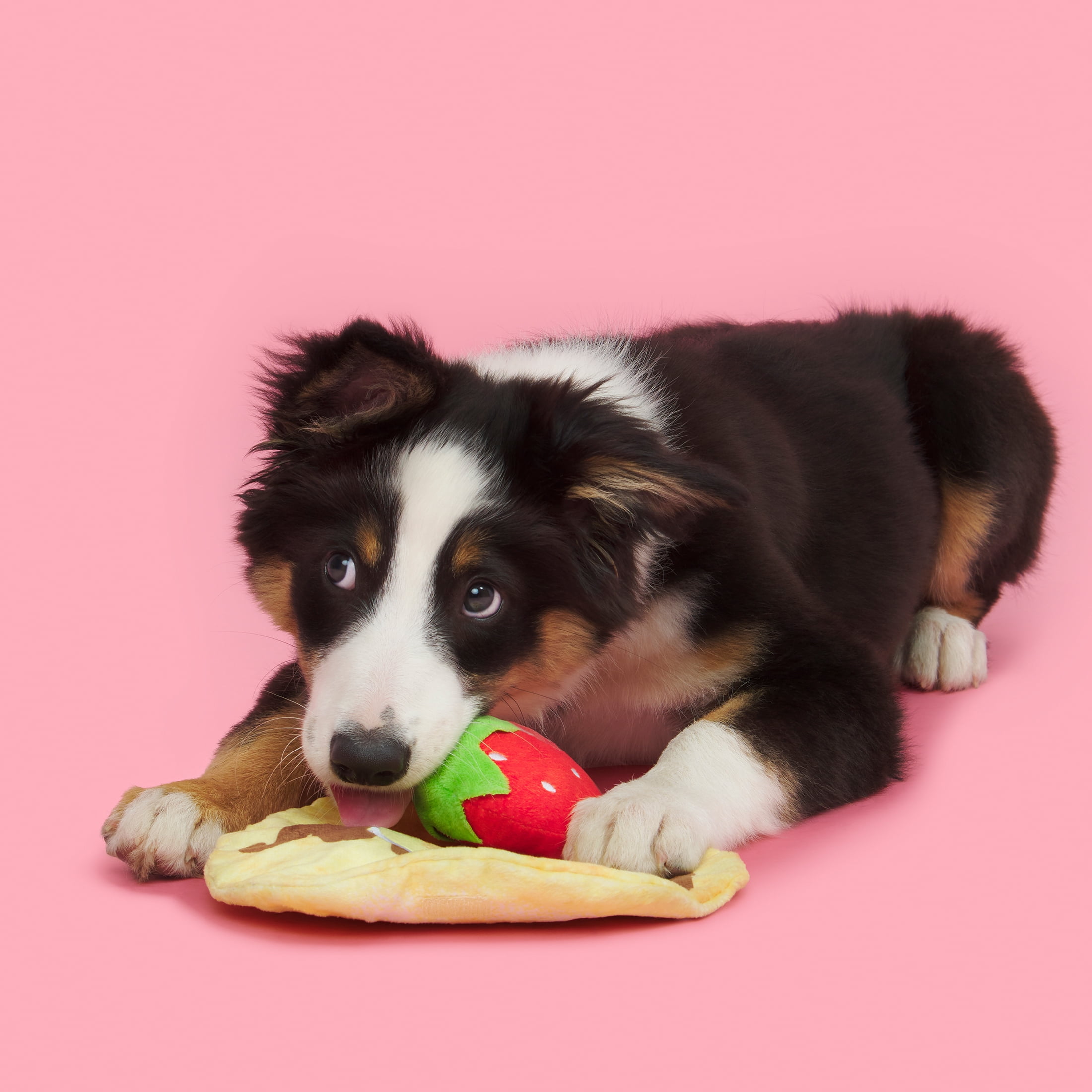 BARK Wake N Crepe Dog Toy, Multi-color, Barkfest in Bed, For Extra Small to Small Dogs