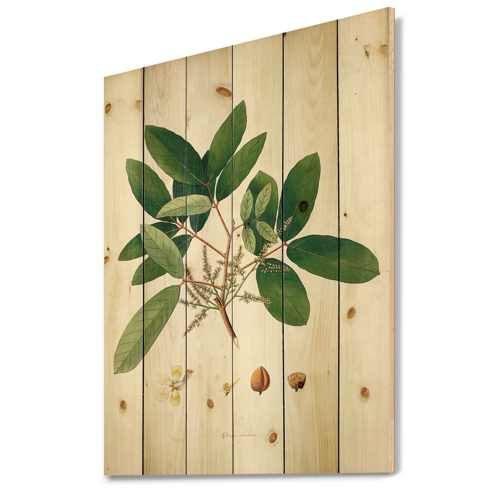 Designart 'Ancient Botanicals II' Farmhouse Print on Natural Pine Wood