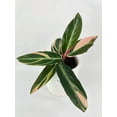 thumbnail image 3 of Calathea Triostar (Stromanthe Sanguinea) - Live Air-Purifying Indoor Plant in Nursery Pot – Easy Care, Low Maintenance Houseplant for Home & Office Decor, Natural Air Cleaner, Best for Beginners, 3 of 9