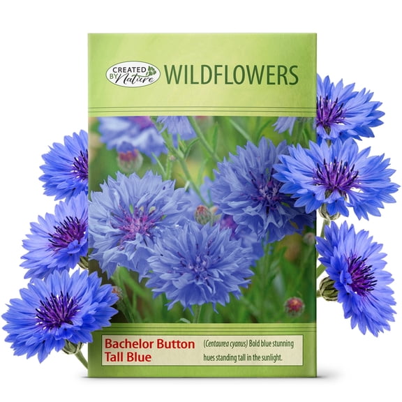 Created By Nature Bachelor Button Seeds Tall Blue, Cornflower Seeds, Non-GMO and Pollinator-Friendly, 5,562 Annual Wildflower Seeds, Covers 325 sq. ft. (Centaurea cyanus)