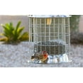 thumbnail image 5 of Best Grackle Squirrel Proof Bird Feeder by Bird Lovers, 5 of 9