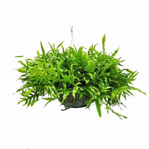 Tropical Plants of Florida 12" Kangaroo Fern Hanging Basket Overall Spread 20" to 24"; Partial Sunlight, Hanging Plant
