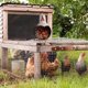 thumbnail image 5 of Elegant Farmhouse Egg Storage Jar Egg Storage Convenient Egg Storage, 5 of 5
