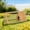 Yellow#1, variant on Dog Crate, Spacious Animal Cage,Pet Play House,Small Animal Cage, Green Pet Playpen,Nylon,Polypropylene,Steel Chicken Coop, Pet Supplies Pens & Hutches