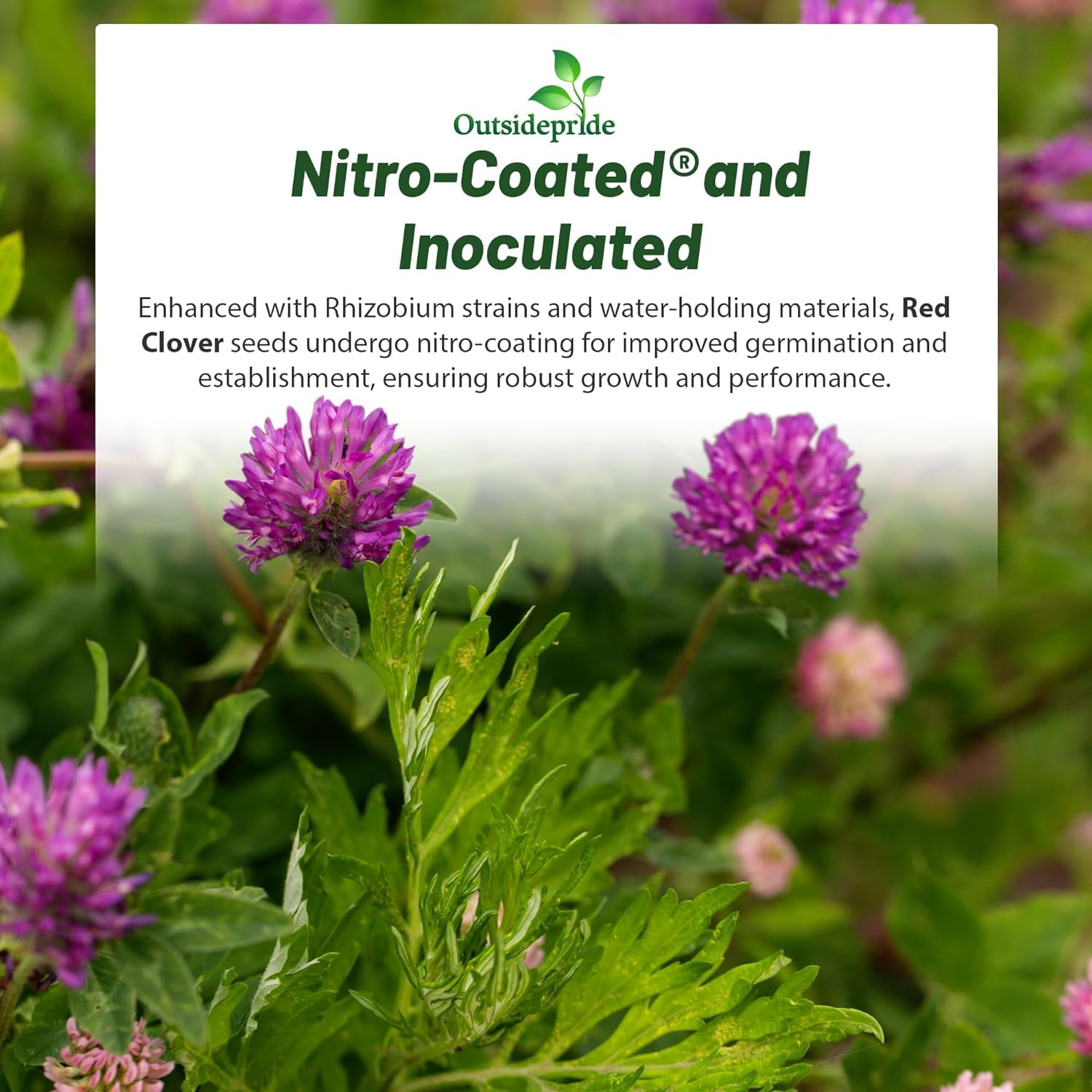 Outsidepride Red Clover Nitro-Coated Plant Seeds, 10 lbs