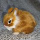 thumbnail image 5 of Conejito de simulación Hesroicy, lindo conejo de peluche blanco coleccionable de piel sintética, decoración de Pascua para el hogar, 5 of 8