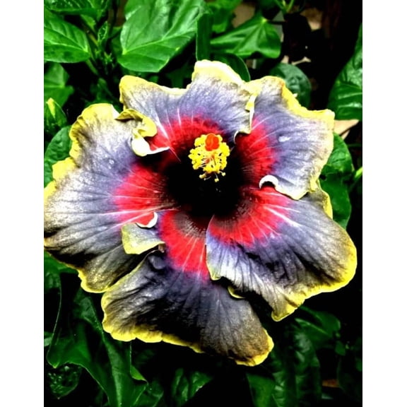 Red Black Yellow Hibiscus Start Live Plant 3-5" Tall Seedling Plant Red Black Yellow Hibiscus Flower Plant Perennial Flowering Shrub Outdoor Indoor Garden