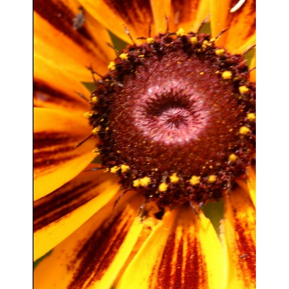 Tulip Tree, (Paperback)