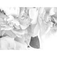 thumbnail image 3 of Stalus, Judy 24x19 Black Modern Framed Museum Art Print Titled - Peonies in White I, 3 of 5