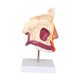 thumbnail image 5 of Modelo de órgano de Cavidad Nasal Humana Modelo Estructural para Niños Y Niñas Adolescentes, 5 of 9
