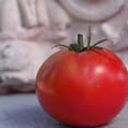 thumbnail image 1 of Ace 55 Tomato Seeds 1/4 LB ~30,000 Seeds - Non-GMO, Heirloom Vegetable Gardening Seeds - Open Pollinated Garden Seed, 1 of 2