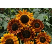 Earthwalker Sunflower Seeds
