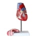 thumbnail image 3 of Human Heart Model 2-Part Deluxe Life Size Human Heart Replica With 34 Anatomical Structures Held Together With Magnets, 3 of 5
