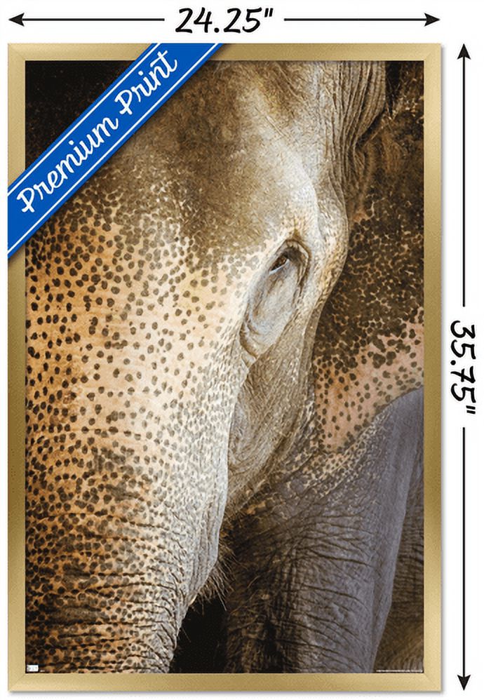 Beth Sheridan - Indian Elephant Wall Poster, 22.375" x 34", Framed