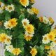 thumbnail image 3 of Injueey Guirnalda de vid de flor de hiedra artificial, jardín colgante, cesta de plantas Decoración amarillo Injueey JJ18308-02, 3 of 6