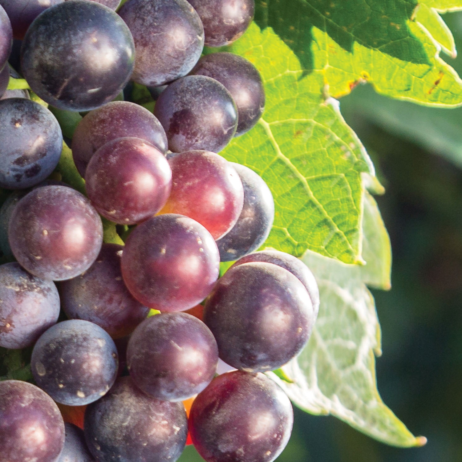 Expert Gardener Grape King of the North Dormant Bare Root Plant, Full Sun Perennial