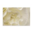 thumbnail image 2 of Gango Home Decor Soft White Begonia I by Rita Crane (Printed on Paper); One 36x24in Fine Art Paper Giclee Print, 2 of 4
