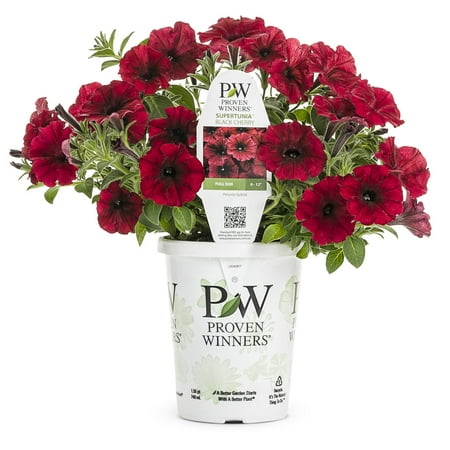 Proven Winners 1.56PT Petunia Sprtna Black Cherry