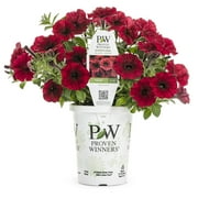 Proven Winners Petunia 1.5PT Red Live Plants