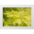 thumbnail image 1 of Murdock, Ramona 18x13 White Modern Wood Framed Museum Art Print Titled - Spring Leaves I, 1 of 4