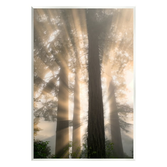 Stupell Industries Sun Rays Woodland Trees View Landscape Photography Unframed Art Print Wall Art