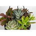 thumbnail image 3 of Costa Farms Desert Escape Live Assorted Succulent Hanging Basket Plant in 6in., 3 of 5