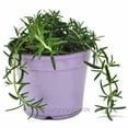 thumbnail image 3 of Rosmarinus prostratus, Trailing, Rosemary - Pot Size: 3.5in - Herbs, 3 of 7