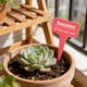 thumbnail image 5 of Etiquetas De Plástico Para Plantas 100 marcadores de hierbas de plástico en forma de T, rojos, impermeables, para jardín al aire libre. JASKFLY, 5 of 7