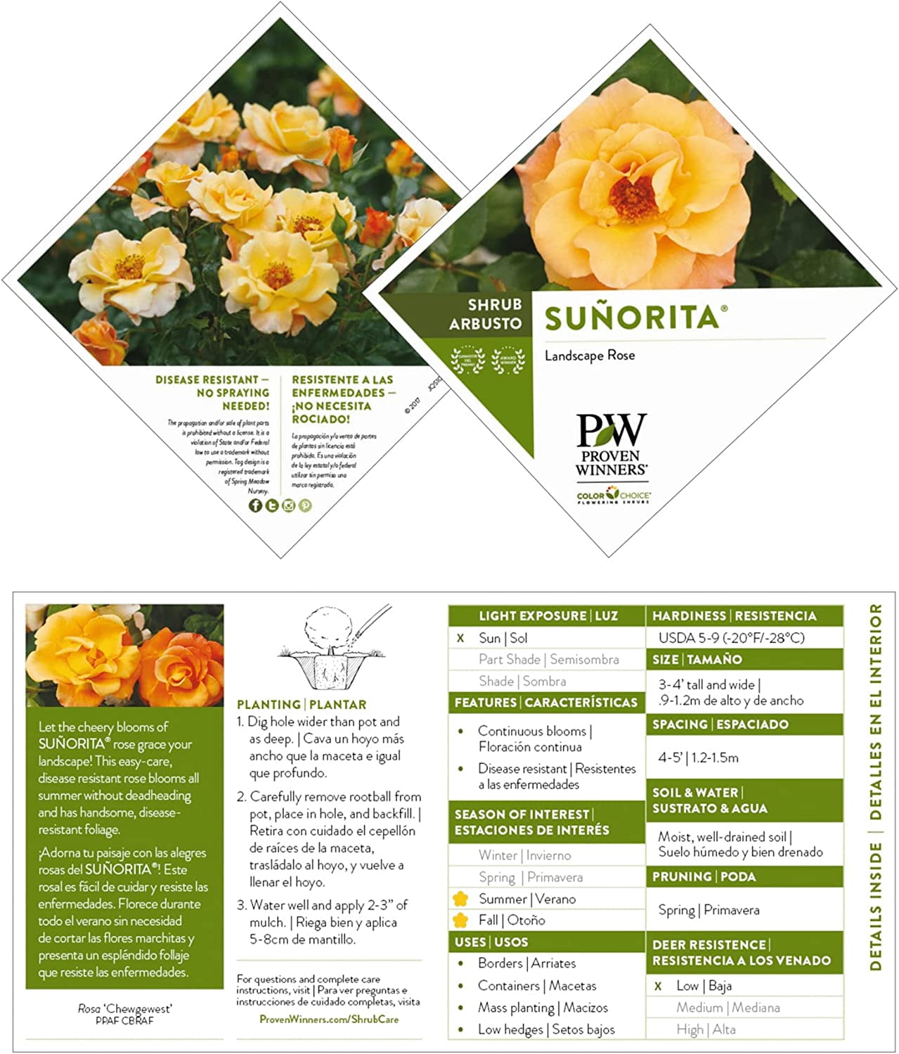 Proven Winners ColorChoice Sunorita Rose Live Shrub (2 Gallon)