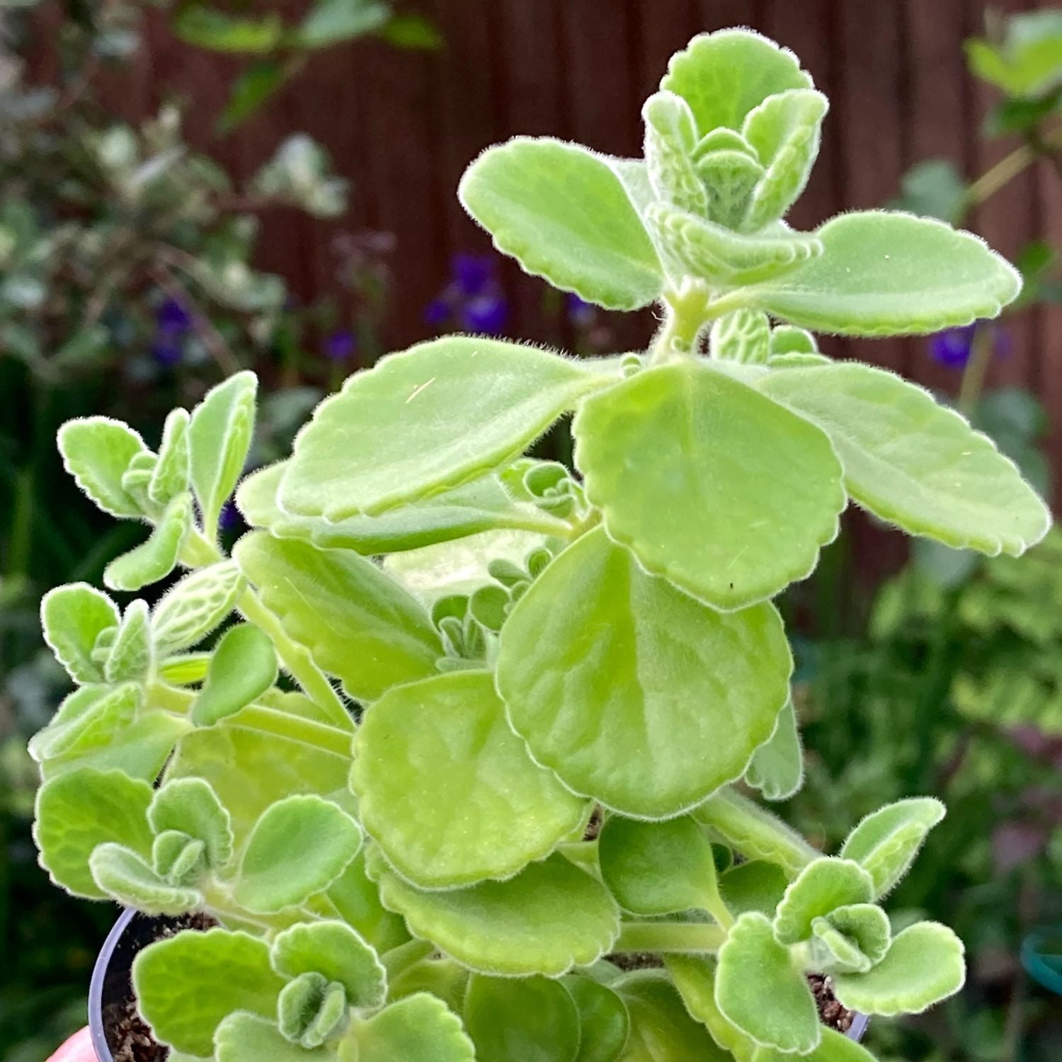 3 Organic Cuban Oregano Live plant, Oregano Brujo Plant, Tropical Herb Live Plant, Organic Spanish Thyme, Easy to Root