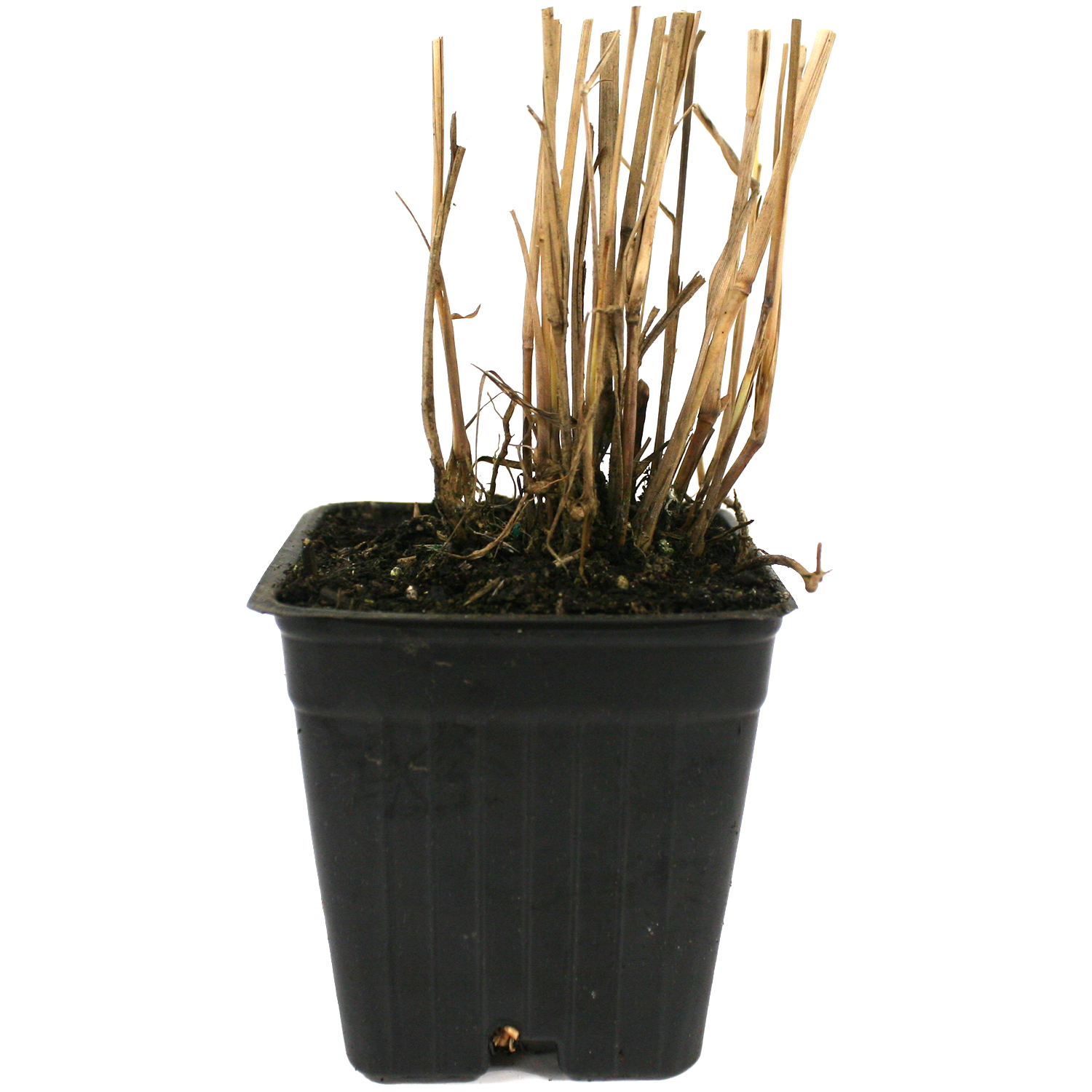 Van Zyverden Ornamental Grass Red Switch Grass One 3.25" Potted Plant Red Partial Sun Ornamental/Decorative 1 lb