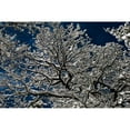 thumbnail image 3 of Moon, Katia 24x17 Black Modern Framed Museum Art Print Titled - Snow In The Forest, 3 of 5