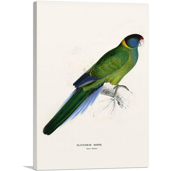 ARTCANVAS Bauer's Parakeet 1832 Canvas Art Print by Edward Lear - Size: 26" x 18" (0.75" Deep)