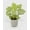 4_SYNGONIUM_WHITE.BUTTERFLY, variant on Syngonium White Butterfly - Live Air-Purifying Indoor Plant in Nursery Pot – Easy Care, Low Maintenance Houseplant for Home & Office Decor, Natural Air Cleaner, Best for Beginners (4"Pot)